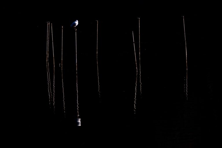 Adda’s River (Album Fotografico di Alberto Casati)