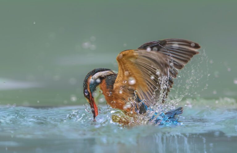 Nature chasing (Foto di ENRICO PAPI)