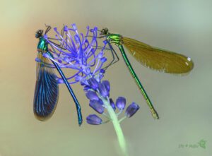 Calopteryx splendens couple -09