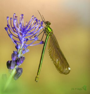 Calopteryx splendens ♀ -10