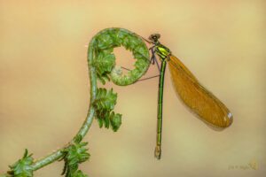 Calopteryx splendens ♀ -11