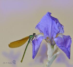 Calopteryx splendens ♀ -20