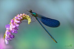 Calopteryx splendens ♂ -01