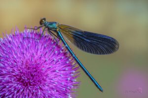 Calopteryx splendens ♂ -08