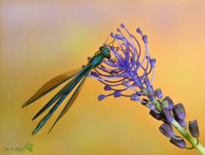 Calopteryx splendens ♂ -11