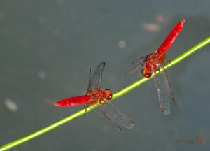 Crocothemis erythraea ♂ 02