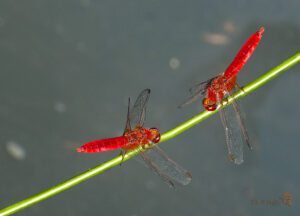 Crocothemis erythraea ♂ 02