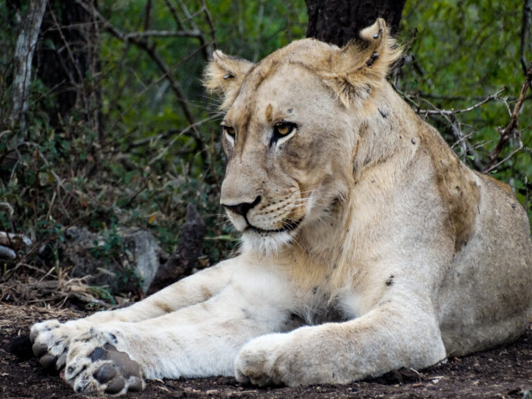 KRUGER PARK