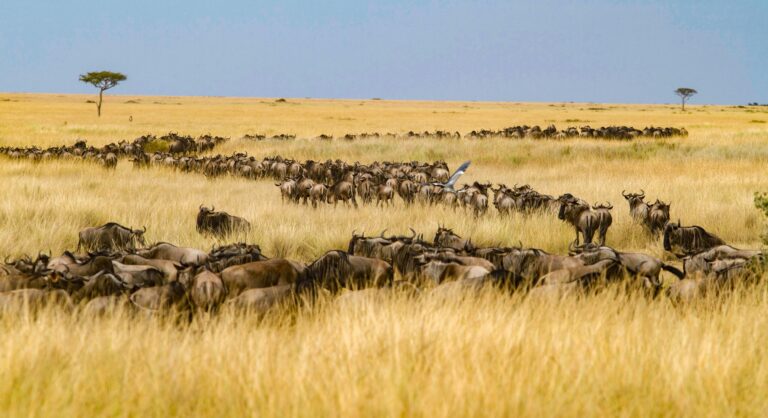 Great Migration ( Album fotografico di ALBERTO CASATI)