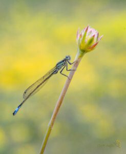 Ischnura elegans -30