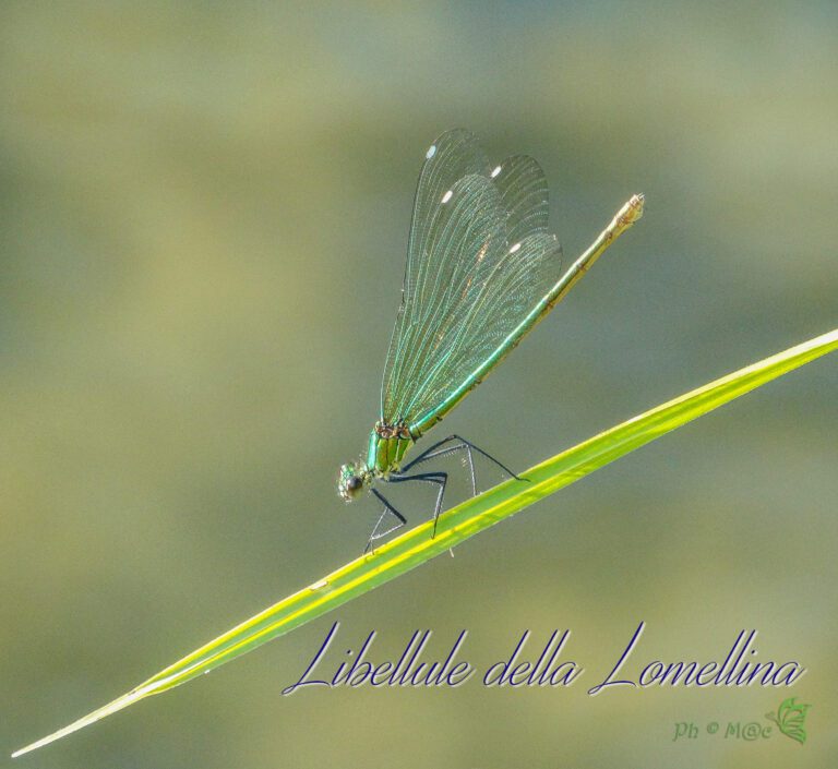 Libellule della Lomellina (Foto di Maurizio Cristiano)