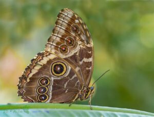 Morpho peleides -