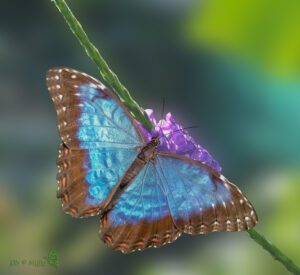 Morpho peleides