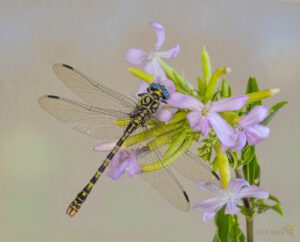 Onychogomphus forcipatus -07