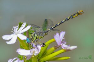 Onychogomphus forcipatus 09