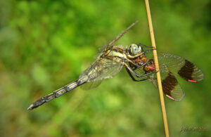 Orthetrum albistylum ♀ 04