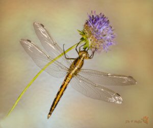 Orthetrum albistylum ♂ -03