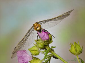 Orthetrum cancellatum  ♀ -01