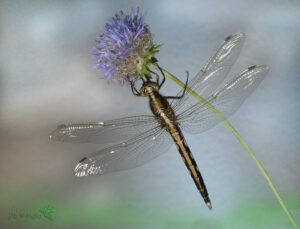 Orthetrum cancellatum  ♀ -03