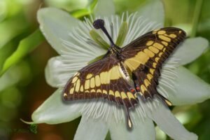 Papilio cresphontes