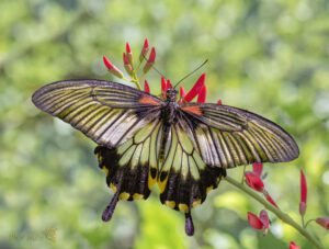 Papilio memnon