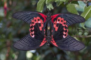 Papilio rumanzovia