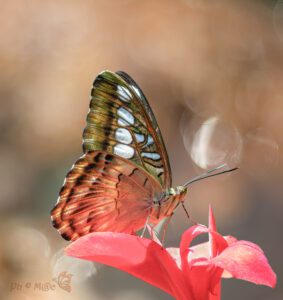 Parthenos sylvia