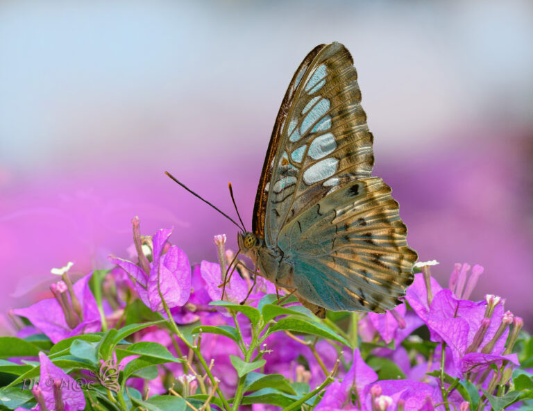 Farfalle Tropicali 2022 (foto di Maurizio Cristiano)