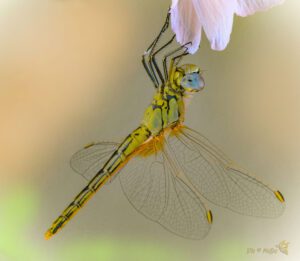 Sympetrum fonscolombii ♀ -01