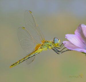 Sympetrum fonscolombii ♀ -16