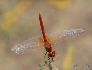 Sympetrum fonscolombii ♂ 03-