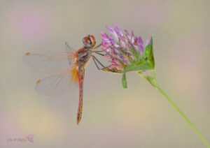 Sympetrum fonscolombii ♂ -8