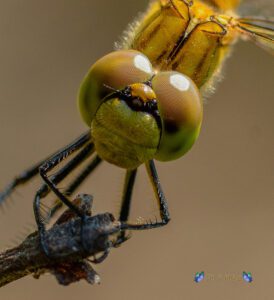 Sympetrum pedemontanum ♀ 22-