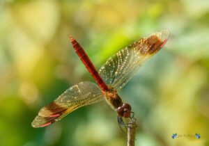 Sympetrum pedemontanum ♂ 20-