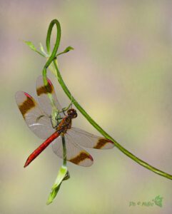 Sympetrum pedemontanum ♂ -22