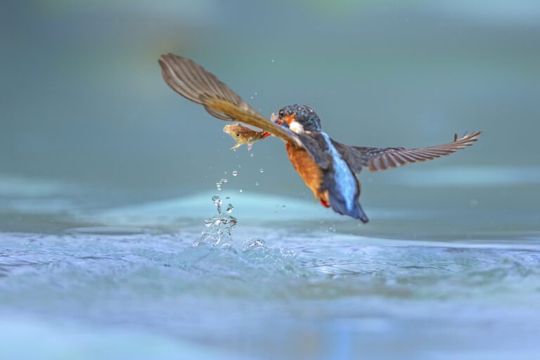 kingfisher (Foto di ENRICO PAPI)