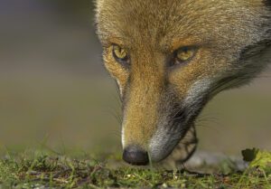 animali