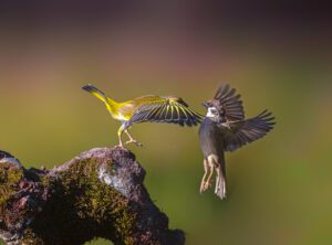 avifauna