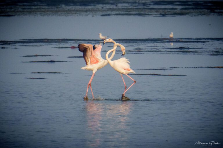 fenicotteri,laguna veneta 2023 (foto di Marco Beda)