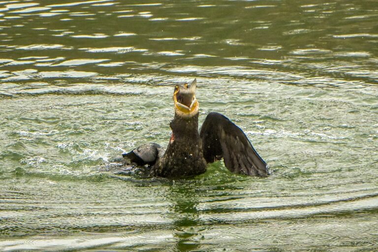 Il pasto del cormorano ( Album fotografico di MARCO BEDA)