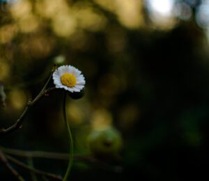 D75_8285