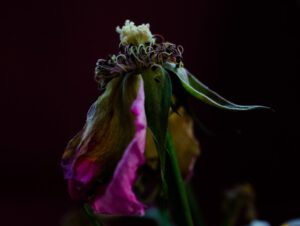 DSC_0004