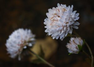 DSC_0041