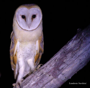Avifauna