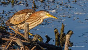 Avifauna