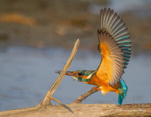 Avifauna