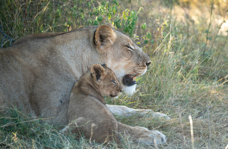 BOTSWANA 2021 ( Album fotografico di MARCO IMPERATO )