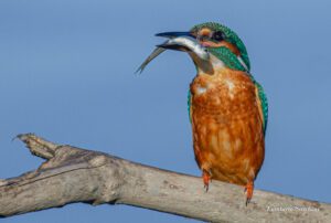 Avifauna