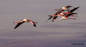 Avifauna