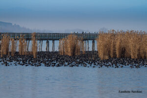 Avifauna